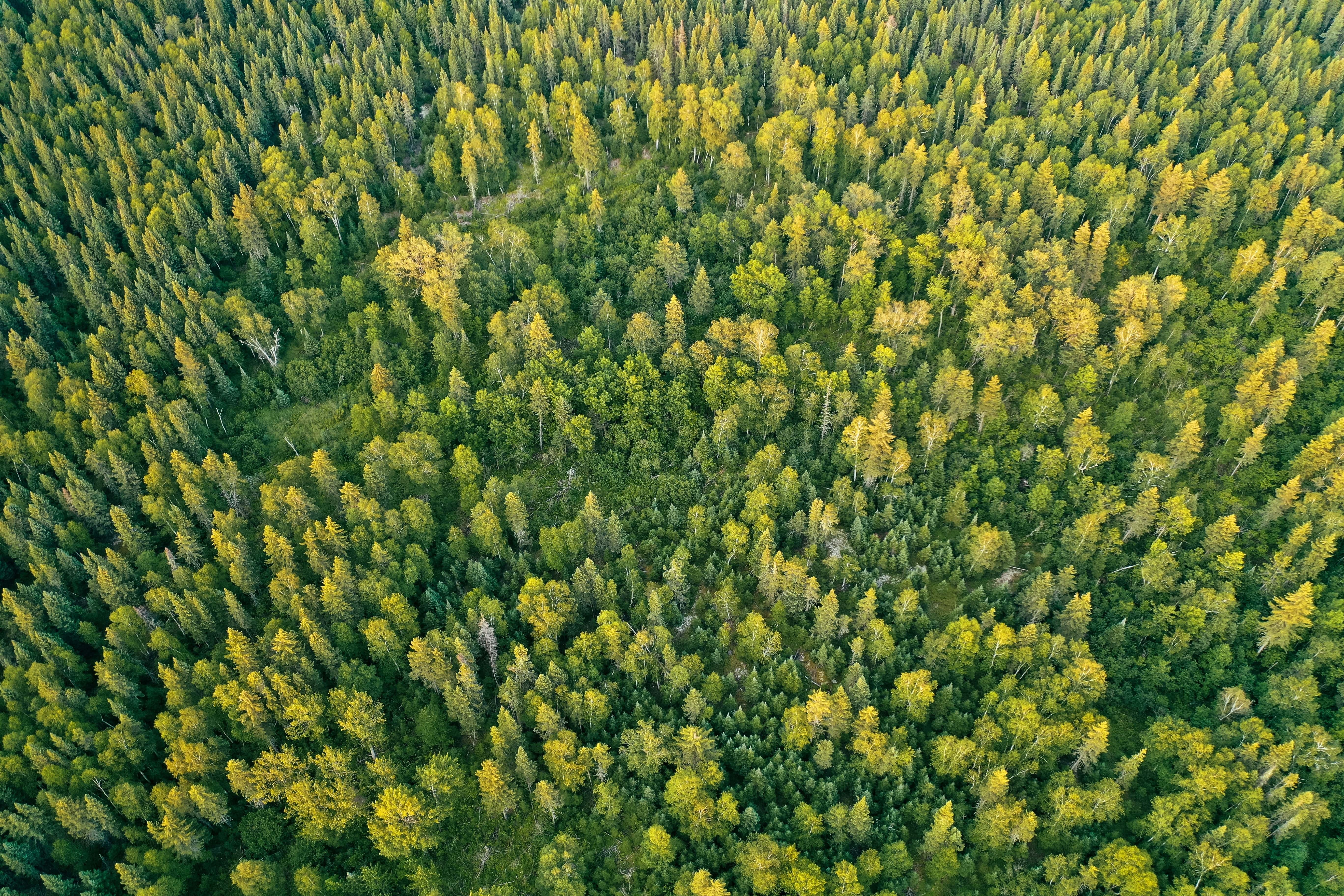 ACT Global launches the project “Development of Instructions on Future Scenarios for Forest Management and a Guidebook for the Toolbox”