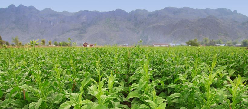 Tobacco Sector Indicators in Response to New Tobacco Excise Tax Regulation in Georgia