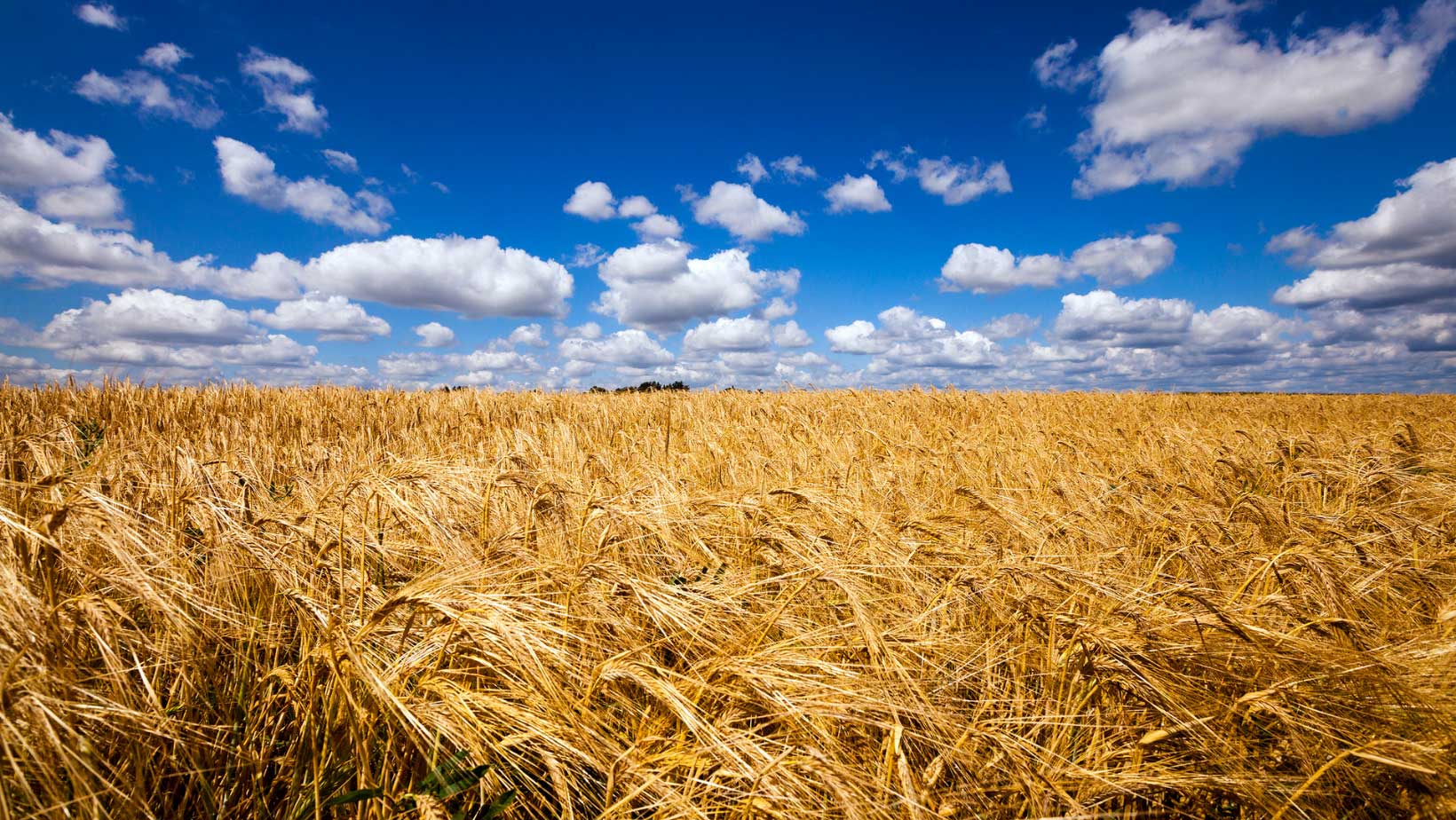  Visible Threats to Food Supply in Georgia